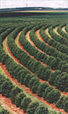 File:Vlduboisiatree.jpg