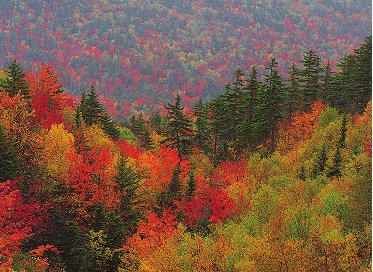 Autumn picture of treetops