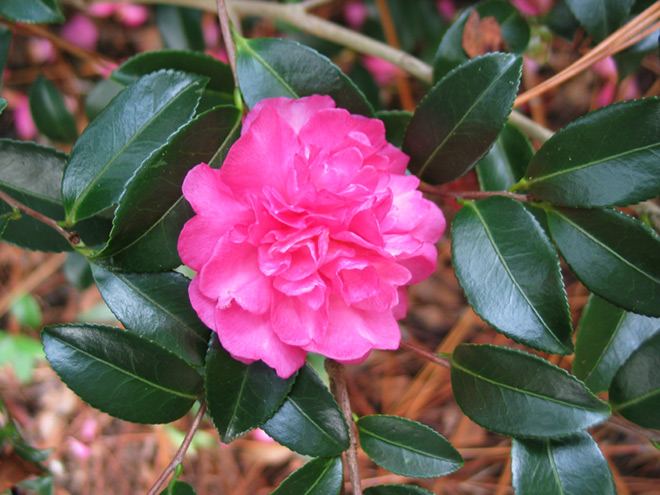 File:Peony MJL.jpg