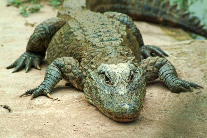 File:Chinese-alligator.jpg