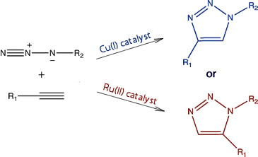 Selectivity of the 1,3-diploar cycloaddition between an azide and an alkyne