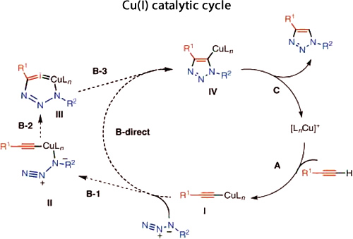 Cu(I) catalytic cycle for the 1,3-diploar cycloaddition between an azide and an alkyne
