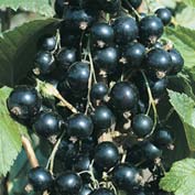 File:Blackcurrant MJL.jpg