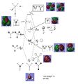 Thumbnail for version as of 17:34, 28 October 2011