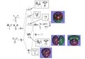 Thumbnail for version as of 04:08, 8 December 2010