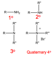 Amine terminiology.