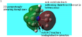 Thumbnail for version as of 02:04, 25 January 2013