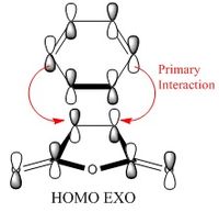 HOMO exo