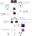 Thumbnail for version as of 13:34, 10 December 2014