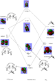 Thumbnail for version as of 20:52, 12 June 2017