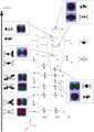 Thumbnail for version as of 18:03, 5 December 2011
