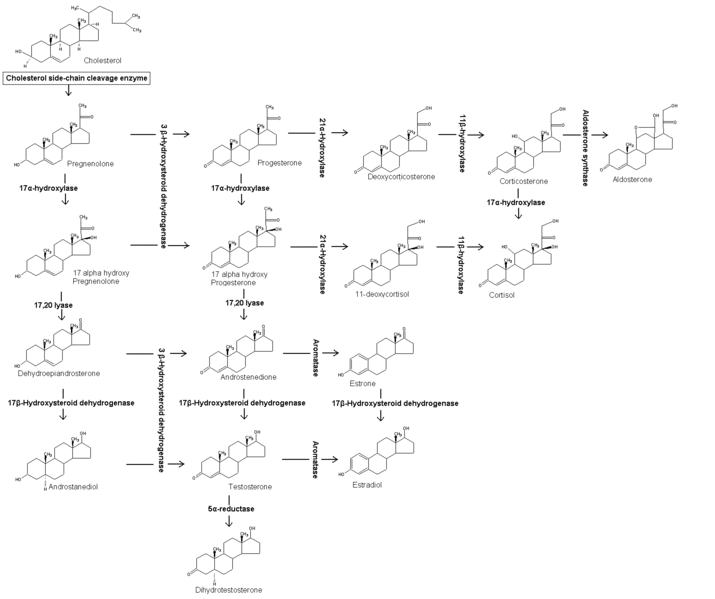 File:Steroidogenesis.gif