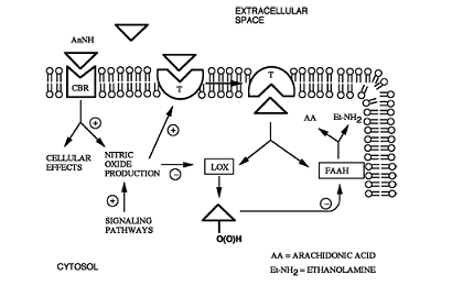 File:Activation of receptor