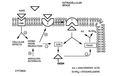 Thumbnail for version as of 14:38, 26 October 2006