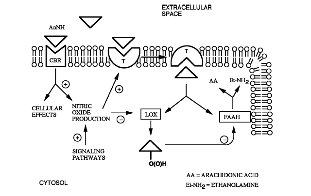 File:AnNH