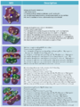 Thumbnail for version as of 12:21, 31 January 2014