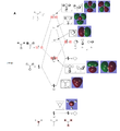 Thumbnail for version as of 15:51, 28 February 2013