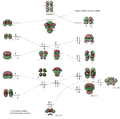 Thumbnail for version as of 20:30, 22 March 2012