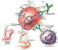 Thumbnail for version as of 21:08, 23 October 2006