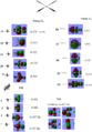 Thumbnail for version as of 13:52, 1 November 2011
