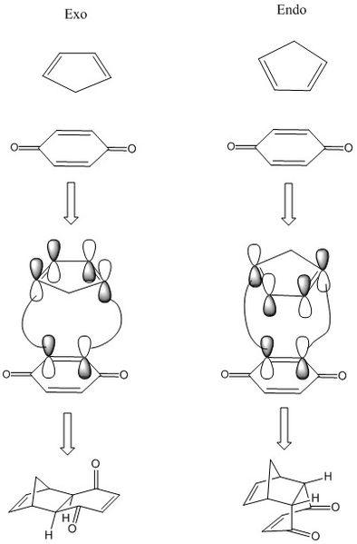 File:EndoExo comparaison.jpg