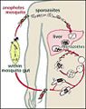 Thumbnail for version as of 14:34, 29 October 2007