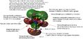 Thumbnail for version as of 08:59, 7 March 2014