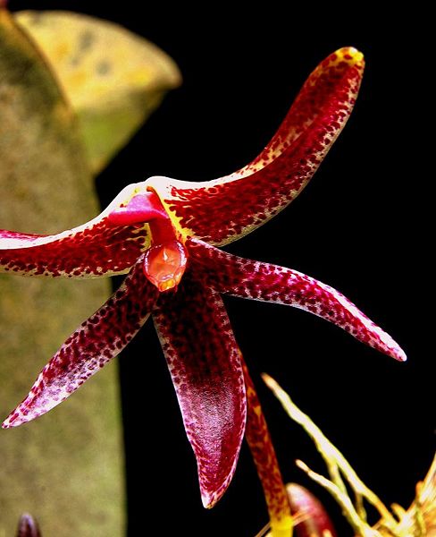 File:Bulbophyllum patens.jpg