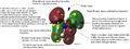 Thumbnail for version as of 07:25, 7 March 2014